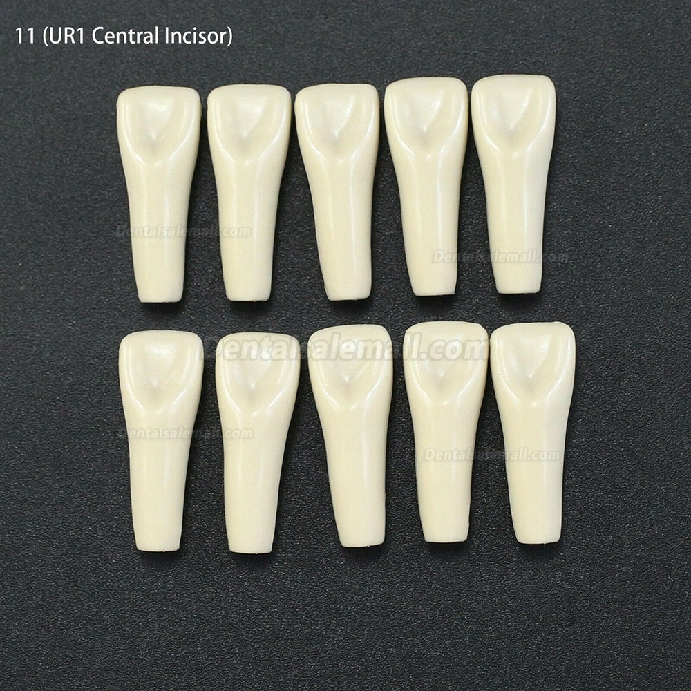 10Pcs/lot Dental Typodont Teeth Replacement Teeth Compatible with Columbia 860